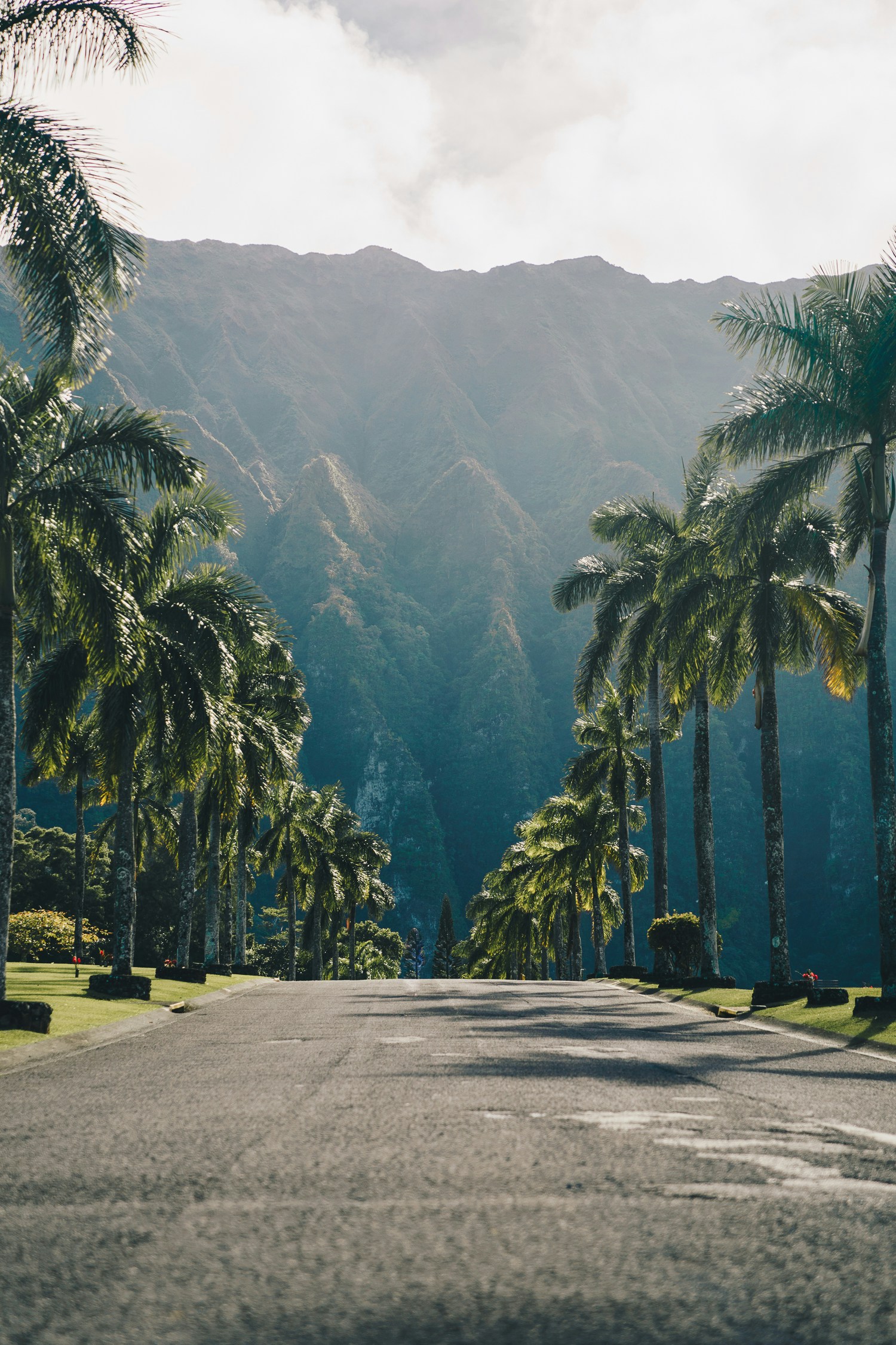 Hawaiian mountains and palm trees